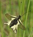 Ascalaphus libelluloides