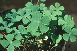 Marsilea minuta