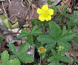 Potentilla reptans, типовой вид