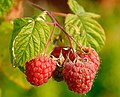 Meyvə Malina (Rubus idaeus)