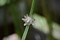 Rhipsalis paradoxa subspecies septentrionalis