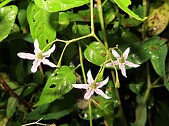 花の裏面。集散花序をつけ、数個の花をつける。萼は皿形で、先は5裂し、花冠は淡紫色で5深裂する。小花柄は萼の下方で少し太くなる。