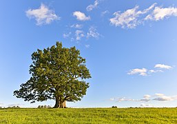 O Tamme-Lauri, un carballo senlleiro en Estonia.