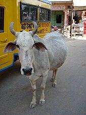 Photographie d'une vache blanche à corne dans une rue.