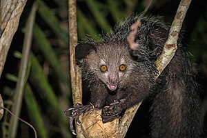 Fangerdiart (Daubentonia madagascariensis) EN - endangered (trüüwet)