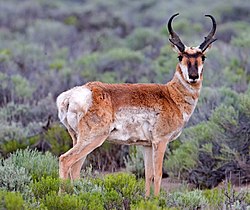 Pronghorn on the Pumice Plateau