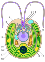 Chlorophyte cell