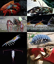 A diversity of different crustaceans, a group of segmented animals: Sally lightfoot crab (Grapsus grapsus), European lobster (Homarus gammarus), Red swamp crayfish (Procambarus clarkii), Pacific cleaner shrimp (Lysmata amboinensis), Antarctic krill (Euphasia superba), Hemilepistus reaumuri, Calanoida, and Pelagic gooseneck barnacle (Lepas anatifera).