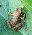 Springfrosch (Rana dalmatina), Jungtier/subadult