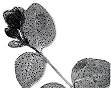 Grayscale image of Hypericum formosissimum displaying prominent glands on several leaves and buds