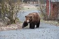 Image 13Fat bear 32 Chunk, who resides in Katmai National Park