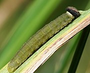 Caterpillar