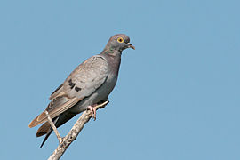 Columba eversmanni