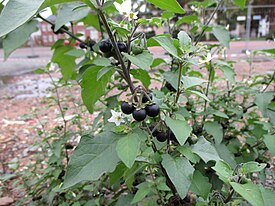 Solanum nigrum