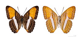 Adelpha cytherea