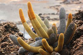 Brachycereus ✓