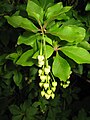 Enkianthus subsessilis