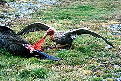 Sydlig jättestormfågel (Macronectes giganteus) som äter på ett sälas. Fotograferad i Sydgeorgien.