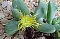 Glottiphyllum oligocarpum