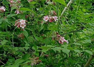 Dronningebusk (Kolkwitzia amabilis).