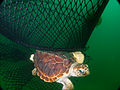 Image 50Technology such as this turtle excluder device (TED) allows this loggerhead sea turtle to escape. (from Marine conservation)