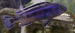 Самець Melanochromis johanni