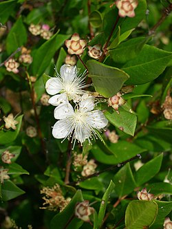 Välimerenmyrtti Myrtus communis