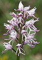 (Orchis simia)