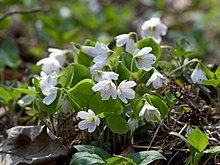 Oxalis acetosella, witte klaverzuring