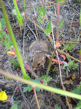 In langpoatmûsgoffer (Perognathus longimembris).