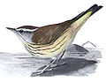 Seiurus motacilla