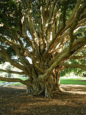 Syzygium francisii