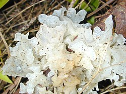 Um fungo gelatinoso do género Tremella cf. fuciformis.