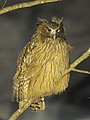 Grand-duc de Blakiston, la plus grande espèce de hibou