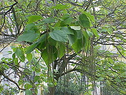 Catalpa bignonioides