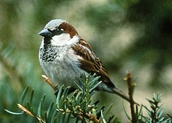 Passer domesticus