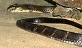 South Indian king cobra