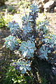 Limonium estevei – Španělsko