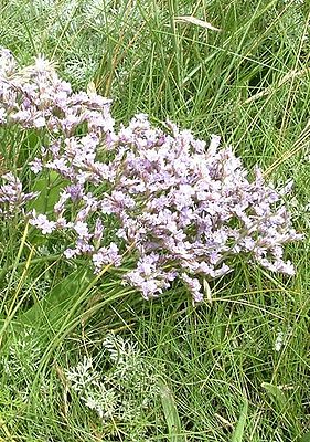 Halagruus (Limonium vulgare)