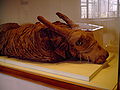 Mummified bull