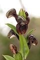 Pterostylis sanguinea Dark banded greenhood