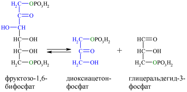 Links: Fructose-1-6-Diphosphat, Mitte/Blau: Dihydroxyacetonphosphat, Rechts/Schwarz: Glycerinaldehydphosphat