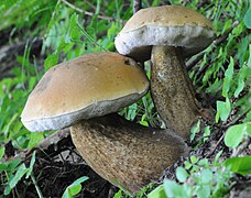 Le Bolet amer (Tylopilus felleus)