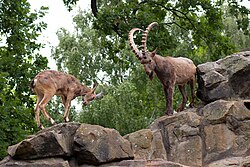 Capra sibirica i Berlin Zoo