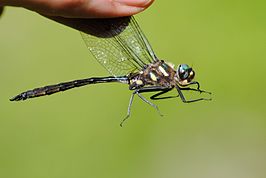 Somatochlora elongata