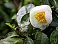 Camellia sinensis