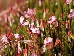 oksikoko (Vaccinium oxycoccos)