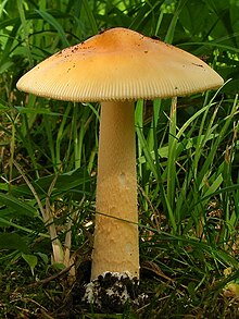 Amanita crocea DSCF1589a.JPG