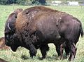 Bison