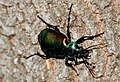 Calosoma sycophanta (Carabinae)